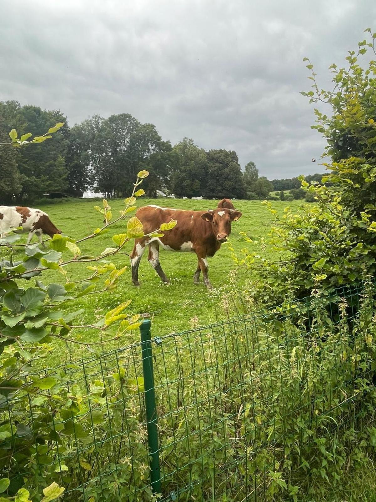Le Gite Du Vieux Chene Bertogne Exterior foto